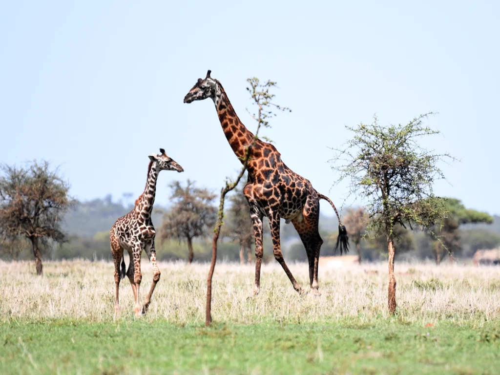 Giraffe in brush